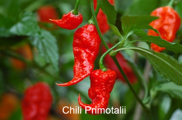 Chili Primotalli1a