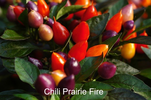 Prairie Fire1