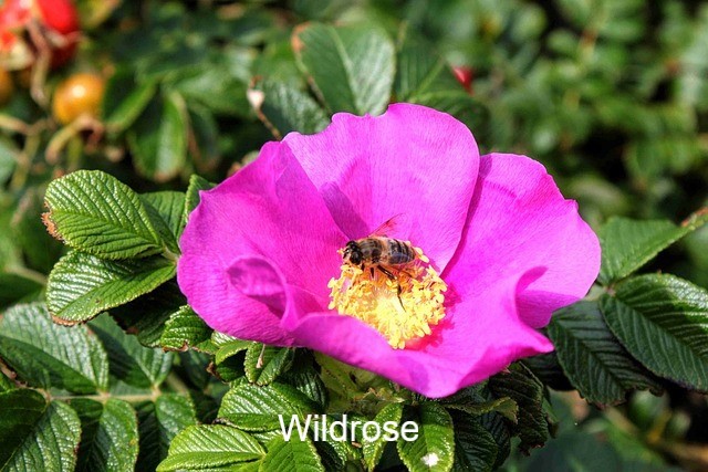 Wildrose1