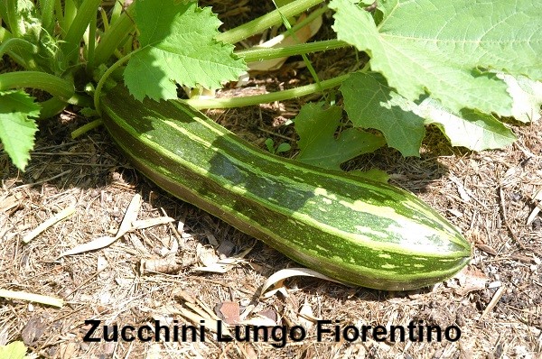Zucchini Lungo Fiorentino1a